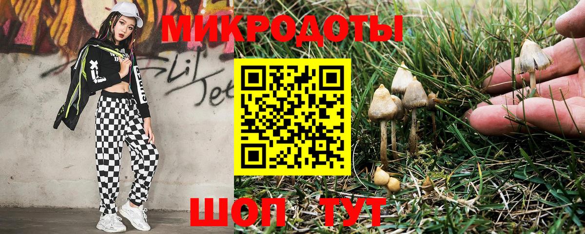 Псилоцибиновые грибы Psilocybine cubensis Новороссийск